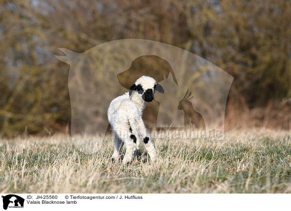 Walliser Schwarznasenschaf Lamm / Valais Blacknose lamb / JH-25560