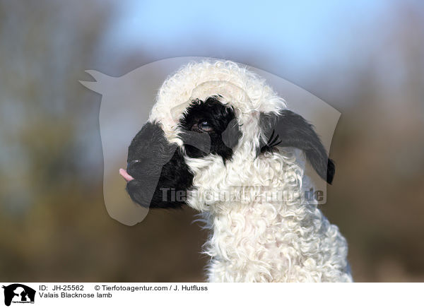 Walliser Schwarznasenschaf Lamm / Valais Blacknose lamb / JH-25562