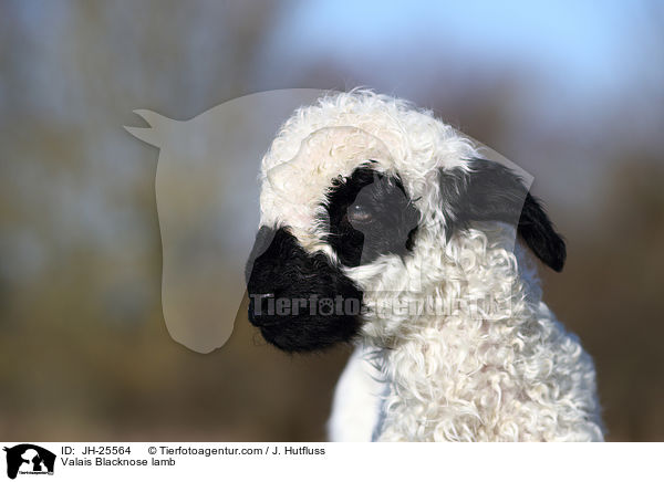 Walliser Schwarznasenschaf Lamm / Valais Blacknose lamb / JH-25564