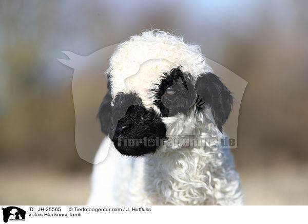 Walliser Schwarznasenschaf Lamm / Valais Blacknose lamb / JH-25565