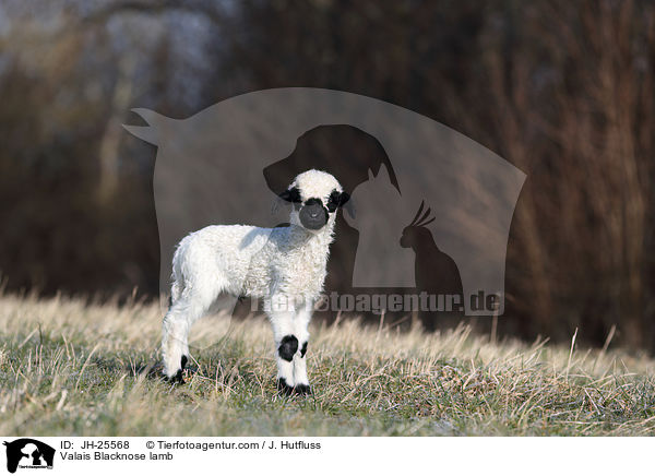 Walliser Schwarznasenschaf Lamm / Valais Blacknose lamb / JH-25568