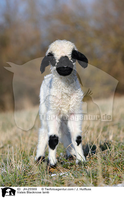 Walliser Schwarznasenschaf Lamm / Valais Blacknose lamb / JH-25569