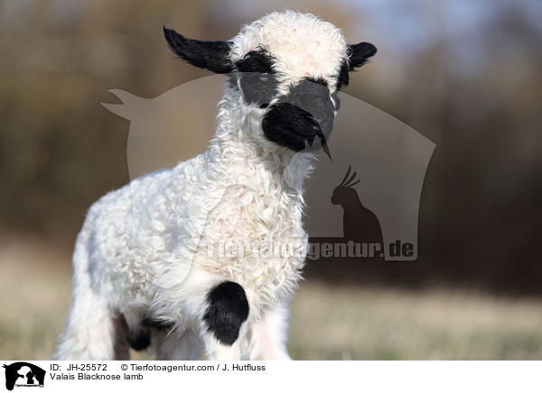 Walliser Schwarznasenschaf Lamm / Valais Blacknose lamb / JH-25572