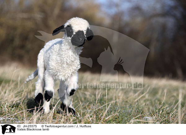 Walliser Schwarznasenschaf Lamm / Valais Blacknose lamb / JH-25575