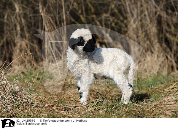 Walliser Schwarznasenschaf Lamm / Valais Blacknose lamb / JH-25576