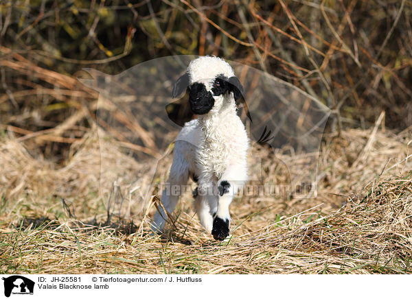 Walliser Schwarznasenschaf Lamm / Valais Blacknose lamb / JH-25581