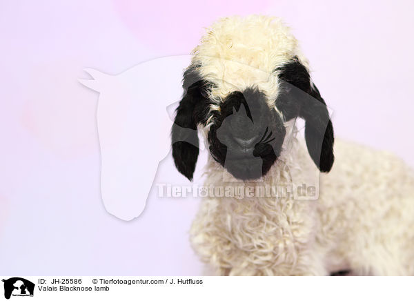 Walliser Schwarznasenschaf Lamm / Valais Blacknose lamb / JH-25586