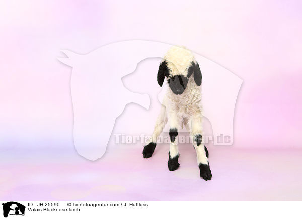 Walliser Schwarznasenschaf Lamm / Valais Blacknose lamb / JH-25590