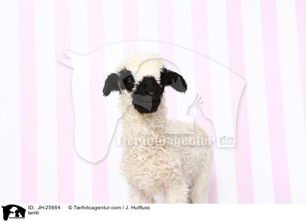 Lamm / lamb / JH-25664