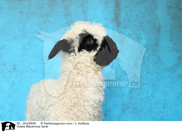 Walliser Schwarznasenschaf Lamm / Valais Blacknose lamb / JH-25946