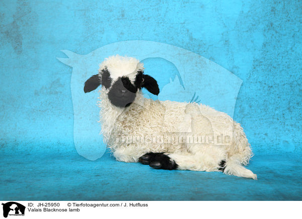 Walliser Schwarznasenschaf Lamm / Valais Blacknose lamb / JH-25950