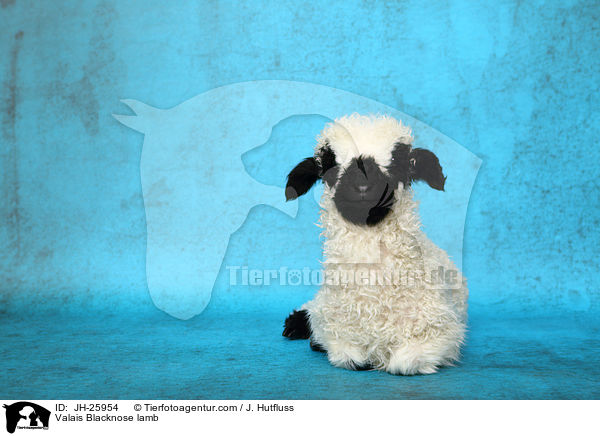 Walliser Schwarznasenschaf Lamm / Valais Blacknose lamb / JH-25954
