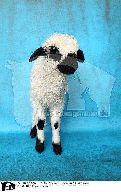 Walliser Schwarznasenschaf Lamm / Valais Blacknose lamb / JH-25959
