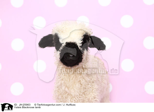 Valais Blacknose lamb / JH-25963