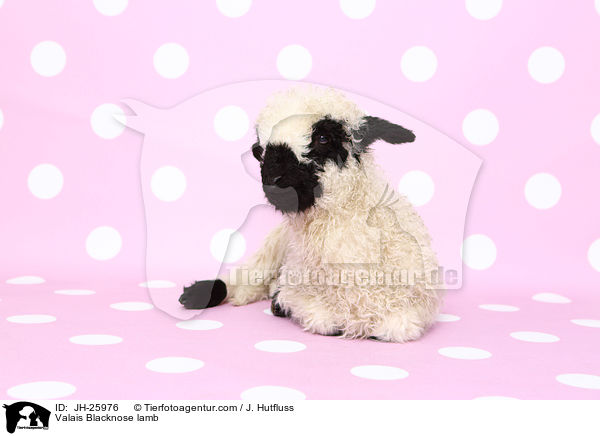 Walliser Schwarznasenschaf Lamm / Valais Blacknose lamb / JH-25976