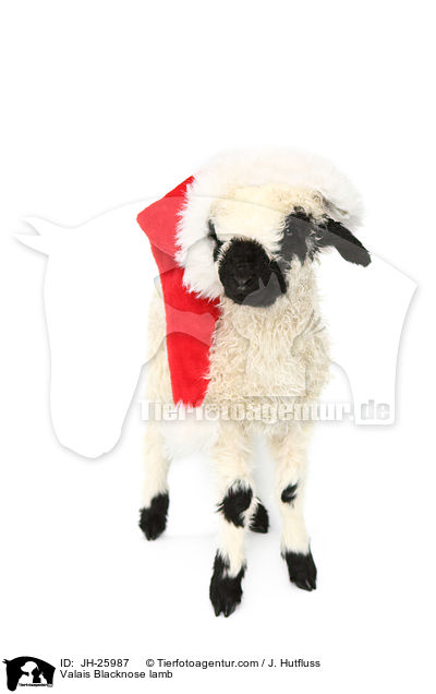 Valais Blacknose lamb / JH-25987
