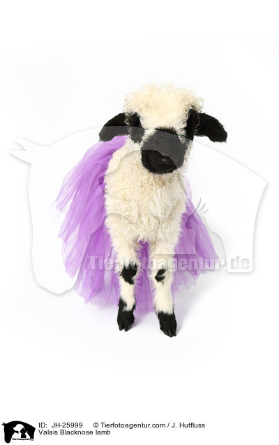 Valais Blacknose lamb / JH-25999