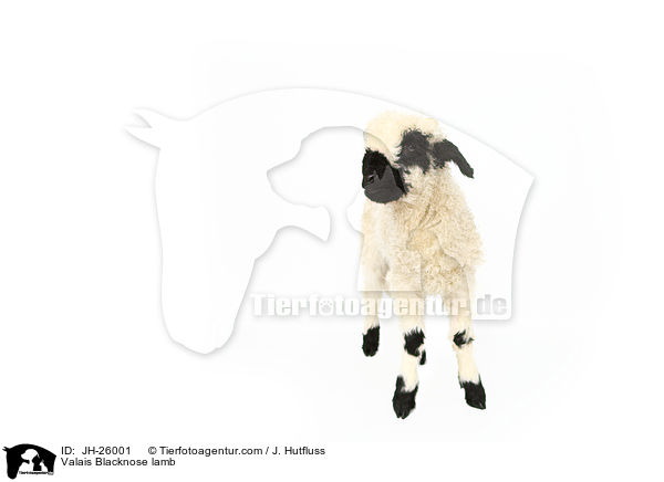 Walliser Schwarznasenschaf Lamm / Valais Blacknose lamb / JH-26001