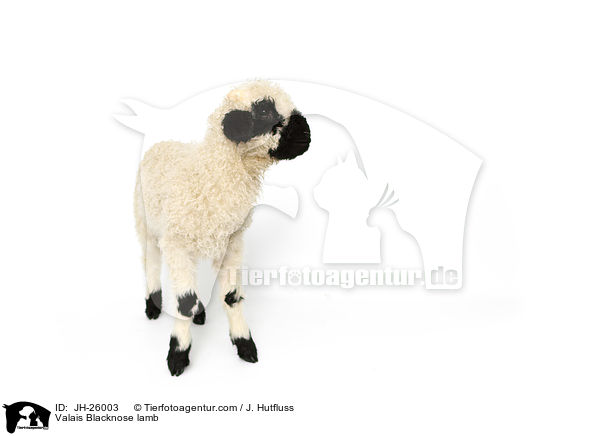 Valais Blacknose lamb / JH-26003