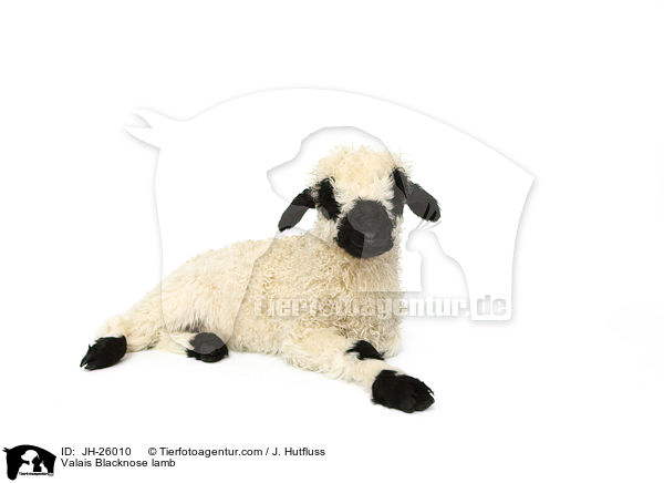 Valais Blacknose lamb / JH-26010
