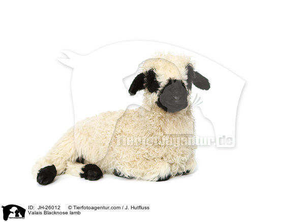 Walliser Schwarznasenschaf Lamm / Valais Blacknose lamb / JH-26012