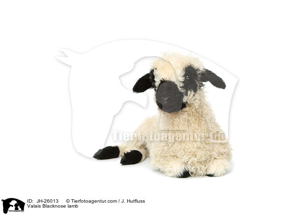 Valais Blacknose lamb / JH-26013