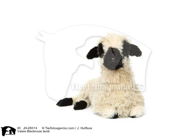 Valais Blacknose lamb / JH-26014