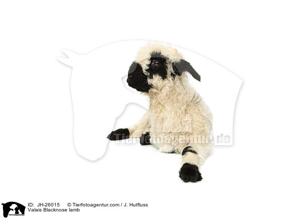 Valais Blacknose lamb / JH-26015