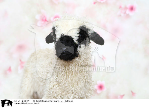 Valais Blacknose lamb / JH-26021