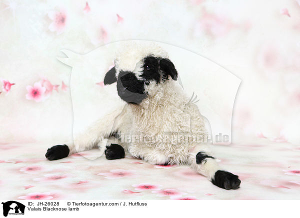 Valais Blacknose lamb / JH-26028