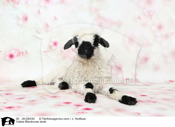 Walliser Schwarznasenschaf Lamm / Valais Blacknose lamb / JH-26030