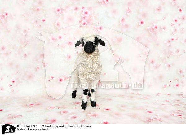 Valais Blacknose lamb / JH-26037