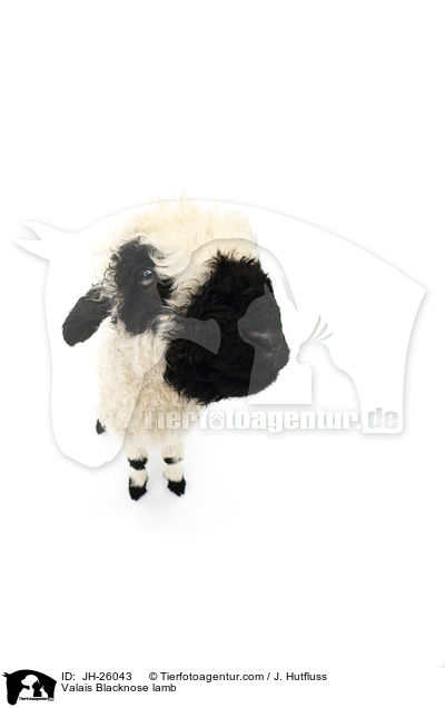 Valais Blacknose lamb / JH-26043