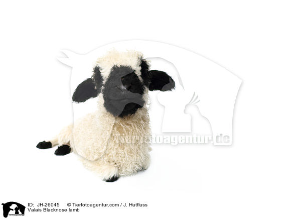 Valais Blacknose lamb / JH-26045