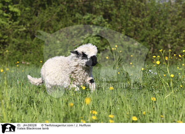 Valais Blacknose lamb / JH-28028