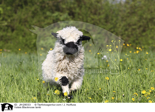 Valais Blacknose lamb / JH-28033
