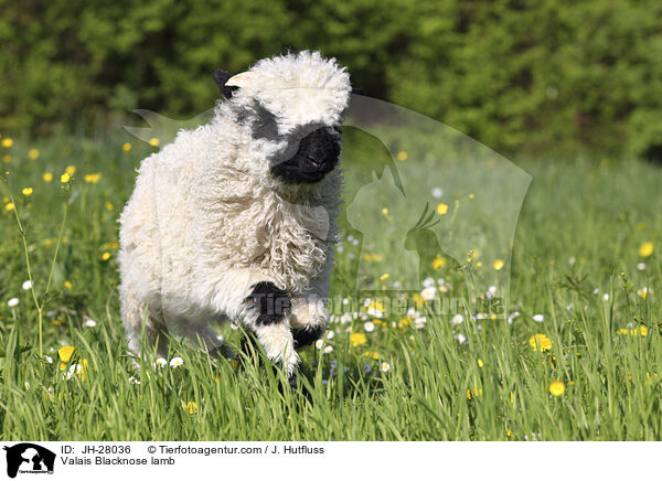 Valais Blacknose lamb / JH-28036