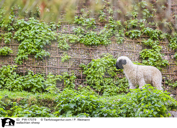 wallachian sheep / PW-17079