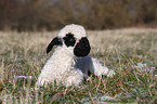 Valais Blacknose lamb