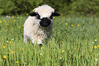 Valais Blacknose lamb