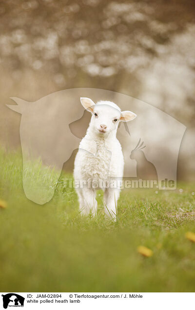 Moorschnucke Lamm / white polled heath lamb / JAM-02894