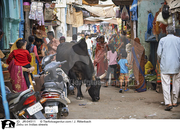 Zebu on Indias streets / JR-04511