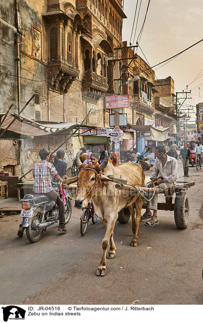 Zebu on Indias streets / JR-04516
