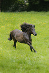 galloping Aegidienberger