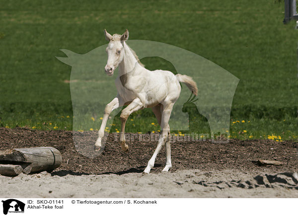 Akhal-Teke foal / SKO-01141