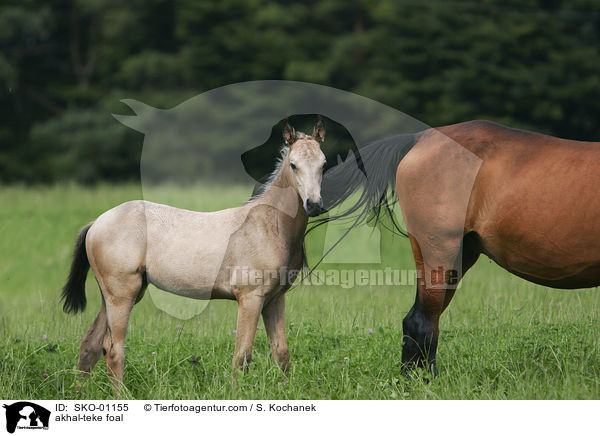 akhal-teke foal / SKO-01155