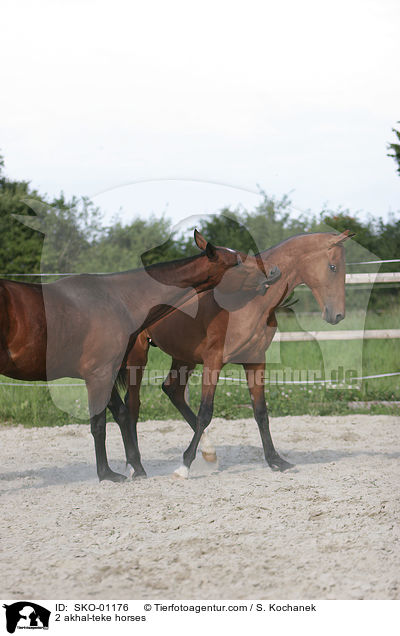 2 akhal-teke horses / SKO-01176