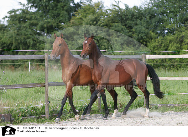 2 akhal-teke horses / SKO-01181