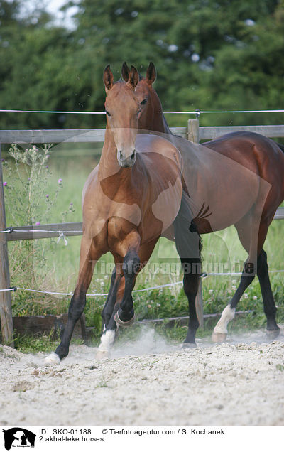 2 akhal-teke horses / SKO-01188