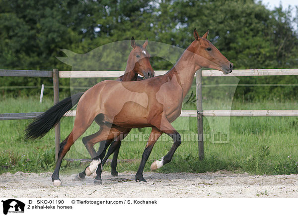 2 akhal-teke horses / SKO-01190